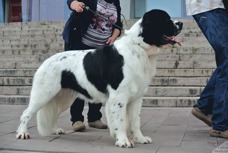 Фото: ньюфаундленд Mag Ispolin Moda Maksi (Маг Исполин Мода Макси), в возрасте 15 мес.