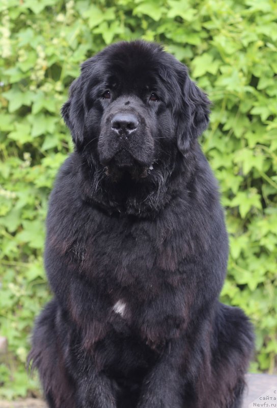 Фото: ньюфаундленд Donats Prayd Brijit Bardo (Донатс Прайд Брижит Бардо)