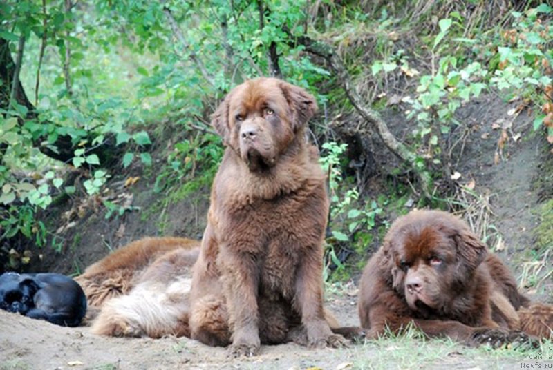 Фото: ньюфаундленд Velikiy Medved' Kameliya (Великий Медведь Камелия), ньюфаундленд Charli The Best Helfi Pel (Чарли Де Бест Хелфи Пэл)
