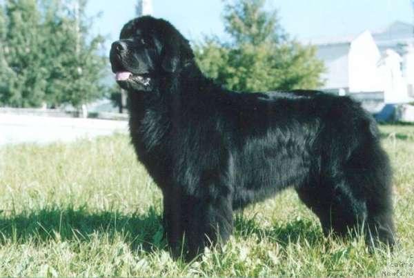 Фото: ньюфаундленд Fiamettahauz Behemoth at Ovatsia (Фиаметтахауз Бегемот эт Овация)