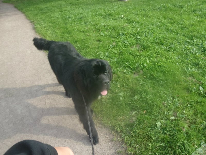 Фото: ньюфаундленд Dark Pride Versace (Дак Прайд Версаче)