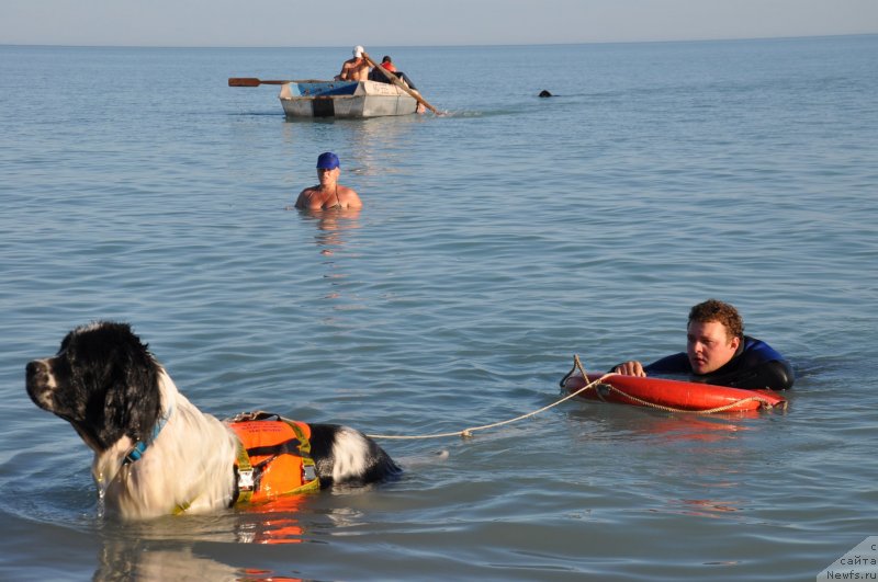 Фото: ньюфаундленд Nica Dlja Kara Ayular iz Tihogo Omuta (Ница для Кара Аюлар из Тихого Омута)