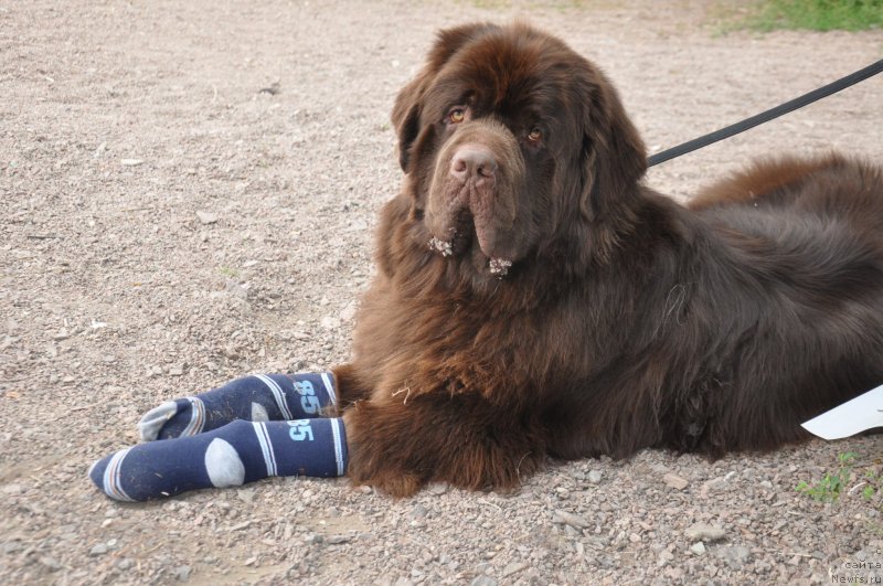 Фотография № 134010