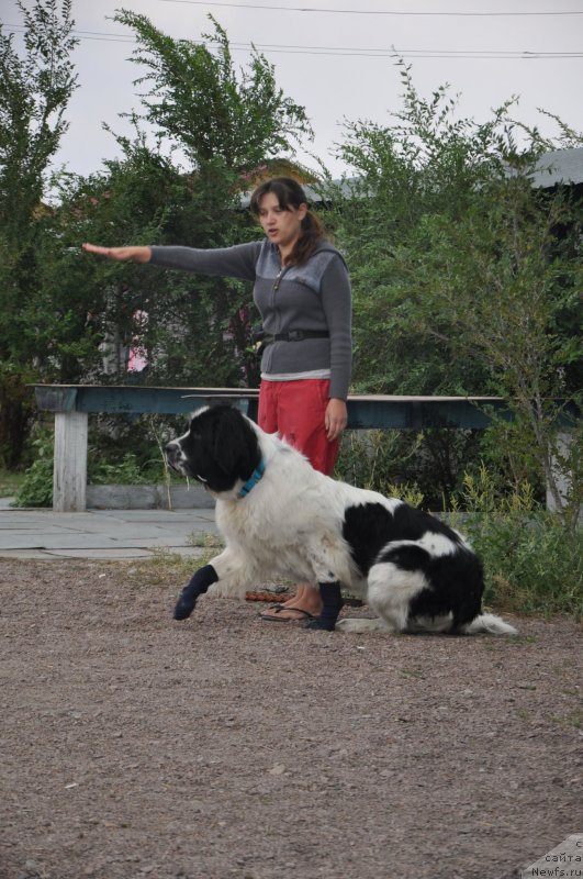 Фото: ньюфаундленд Nica Dlja Kara Ayular iz Tihogo Omuta (Ница для Кара Аюлар из Тихого Омута)