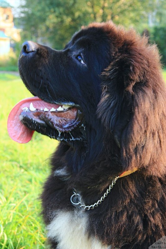 Фото: ньюфаундленд Dark Pride Van Gogh (Дак Прайд Ван Гог)