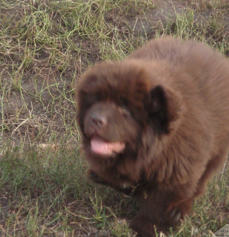 Фото: ньюфаундленд Kiper Soul Perfekt Viktori (Кипер Соул Перфект Виктори)