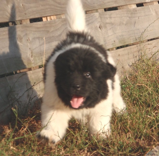 Фото: ньюфаундленд N'yufort YEliss (Ньюфорт Элисс)