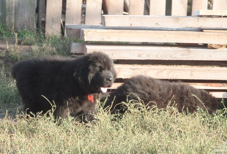 Фото: дочь, ньюфаундленд Potap Elana (Потап Елана)