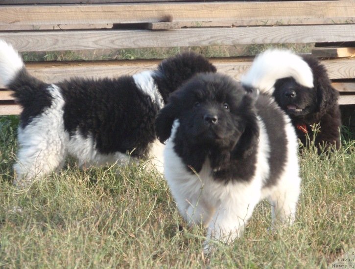 Фото: дочь, ньюфаундленд N'yufort Magiya Lyubvi (Ньюфорт Магия Любви)