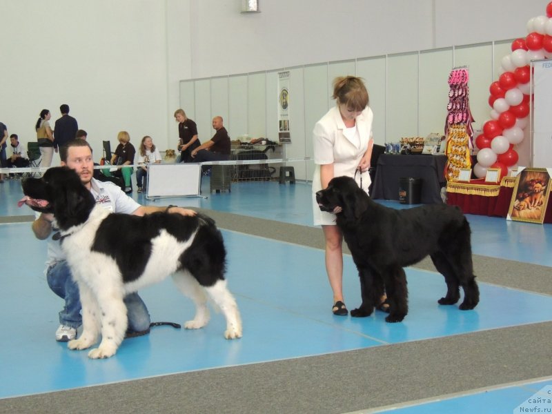 Фото: ньюфаундленд Bi Perfekt Arabella (Би Перфект Арабелла), Irina Pavlova (Ирина Павлова), Леонардо Сан Марино