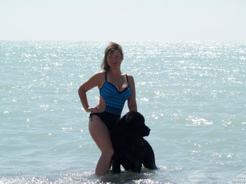 Фото: ньюфаундленд Bi Perfekt Arabella (Би Перфект Арабелла), Irina Pavlova (Ирина Павлова)