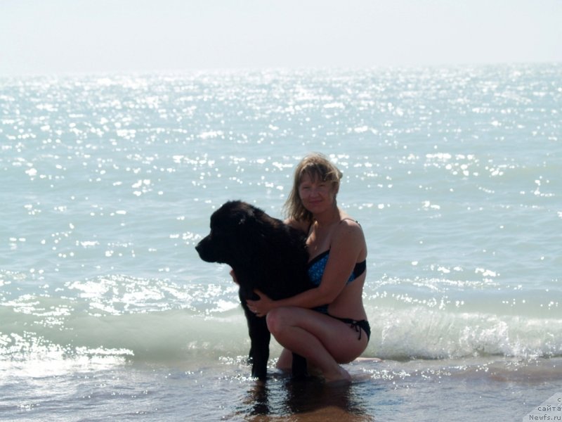 Фото: ньюфаундленд Bi Perfekt Arabella (Би Перфект Арабелла), Irina Pavlova (Ирина Павлова)