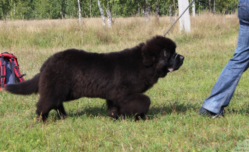 Фотография № 134042