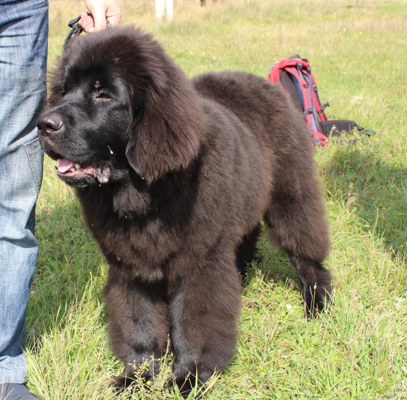 Фотография № 134045