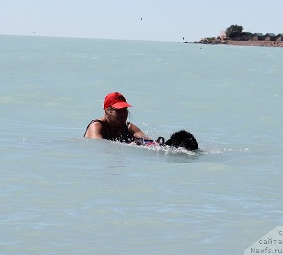 Фото: [p1431] и, ньюфаундленд Ekspressiya  iz Medvej'ego YAra (Експрессия  из Медвежьего Яра)