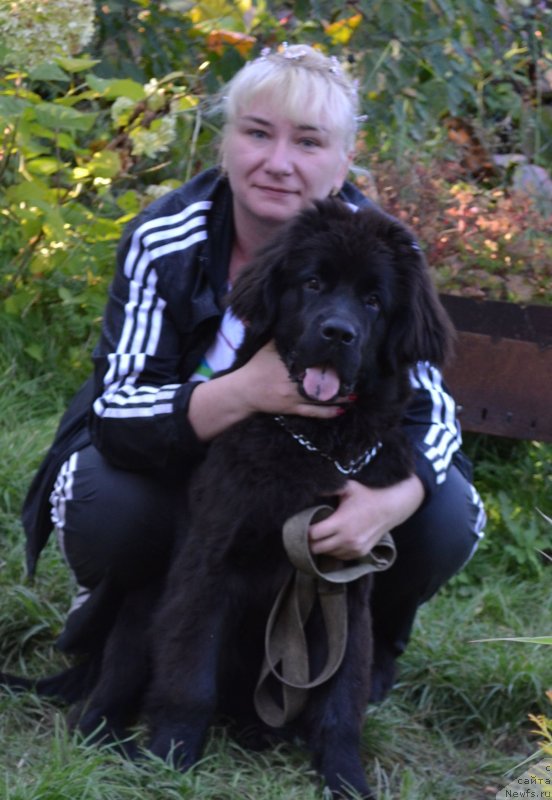 Фото: ньюфаундленд Chernaya Mafia Zoom Into Me (Черная Мафия Зоом Инто Ме), Marina Bogdanova (Марина Богданова)