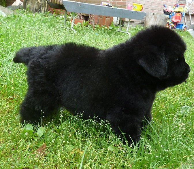 Фото: ньюфаундленд Super Premium Nevesta (Супер Премиум Невеста)