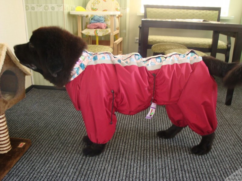 Фото: ньюфаундленд Chernaya Mafia Zend-Avesta (Черная Мафия Зенд-Авеста)