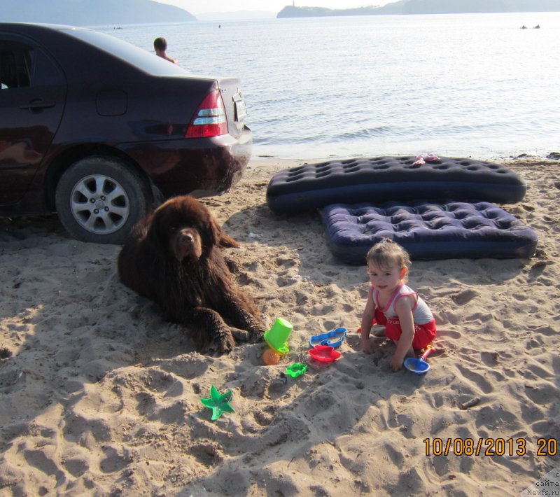 Фото: ньюфаундленд Aquatoriya Kelvin Riverdance (Акватория Келвин Риверданс)