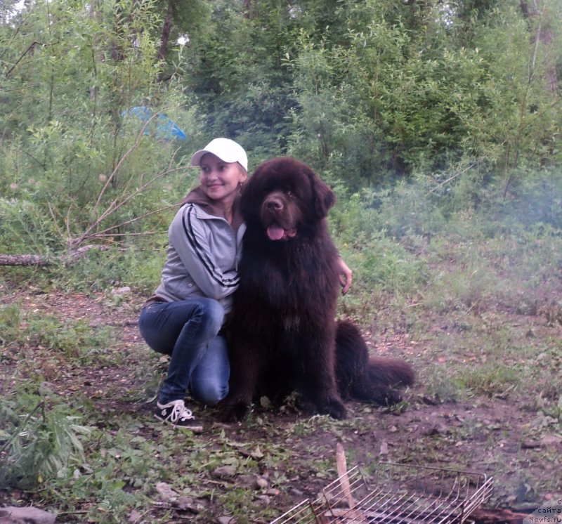 Фото: ньюфаундленд Aquatoriya Kelvin Riverdance (Акватория Келвин Риверданс)