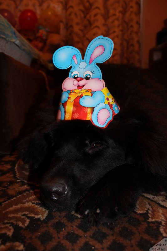 Фото: ньюфаундленд Chernaya Mafia Zesty Betty (Черная Мафия Зесту Бетту)