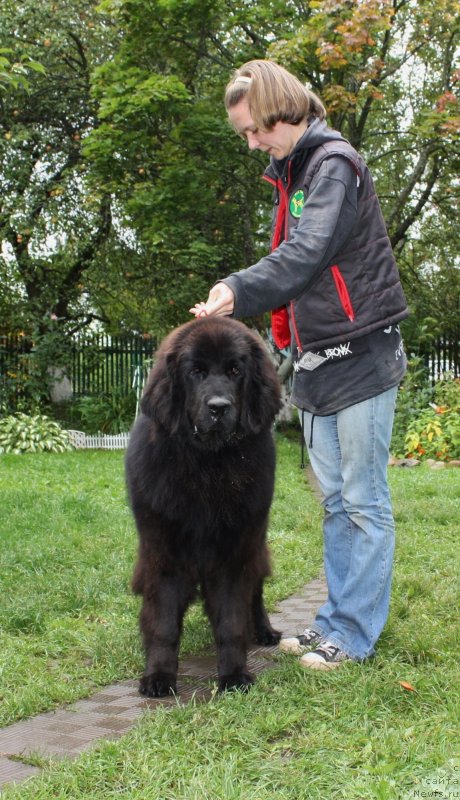 Фото: ньюфаундленд Soul of Rouz Assia (Соул оф Роуз Ассиа)