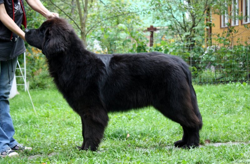 Фото: ньюфаундленд Soul of Rouz Assia (Соул оф Роуз Ассиа)