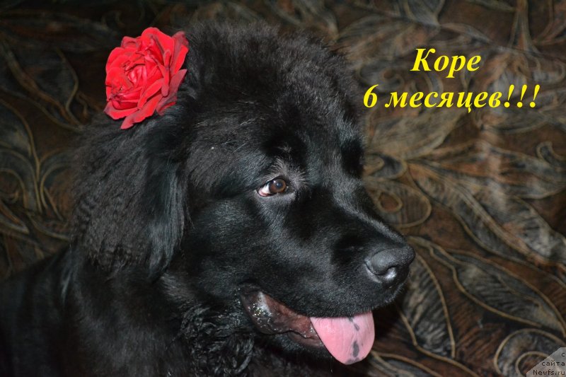 Фото: ньюфаундленд Chernaya Mafia Zoom Into Me (Черная Мафия Зоом Инто Ме)