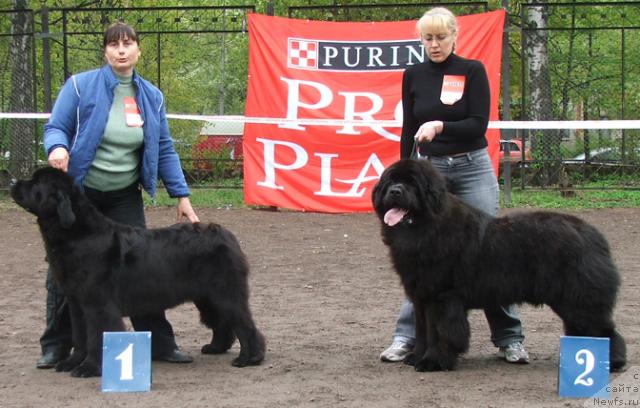 Фото: ньюфаундленд Plushevaya Panda Borislav (Плюшевая Панда Борислав), ньюфаундленд Plushevaya Panda Barhatnaya Roza (Плюшевая Панда Бархатная Роза)