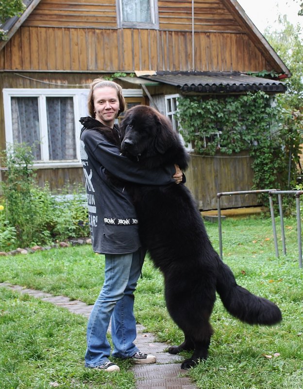 Фото: ньюфаундленд Soul of Rouz Assia (Соул оф Роуз Ассиа)