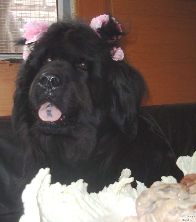 Фотография № 134113