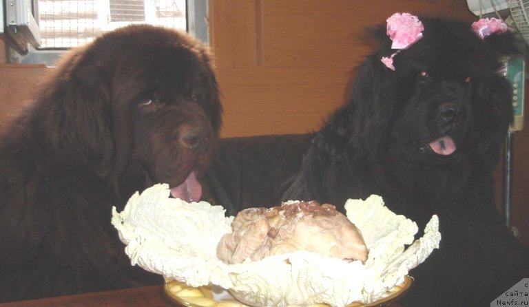 Фото: ньюфаундленд Severtan Rojdennaya Legendoy (Севертан Рожденная Легендой)