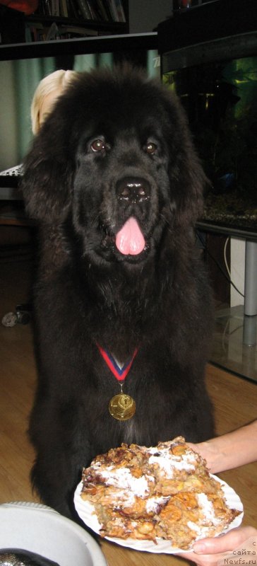 Фото: ньюфаундленд N'yufort Hold Mi Klouz (Ньюфорт Холд Ми Клоуз)