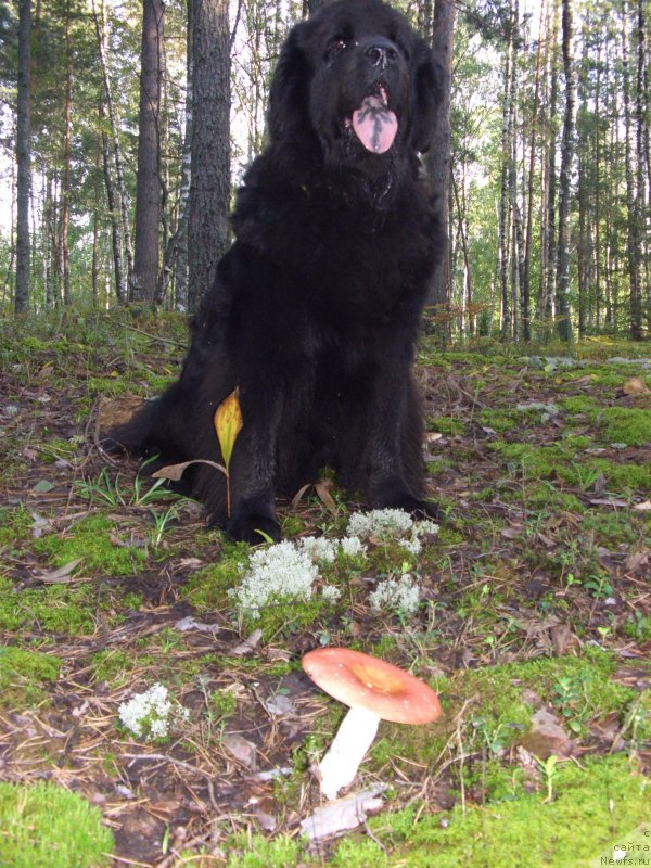 Фото: ньюфаундленд Lesnaya Skazka Lunnaya Sonata (Лесная Сказка Лунная Соната)