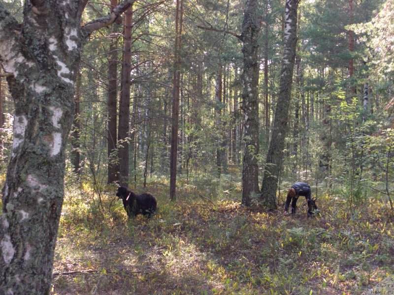 Фото: ньюфаундленд Baryishnya (Барышня), Лиля