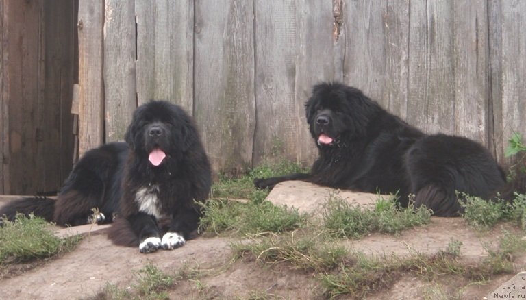 Фото: ньюфаундленд Blyek Diamond Agidel' ot Potapa Uvertyura (Блэк Диамонд Агидель от Потапа Увертюра), ньюфаундленд Promise To Love Midnight Bear (Promise To Love Midnight Bear)