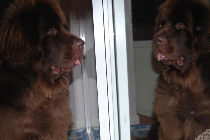 Фото: ньюфаундленд Newettas Vanessa