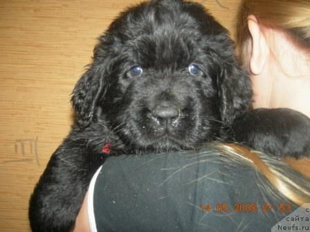 Фото: Грель Афина Флорель