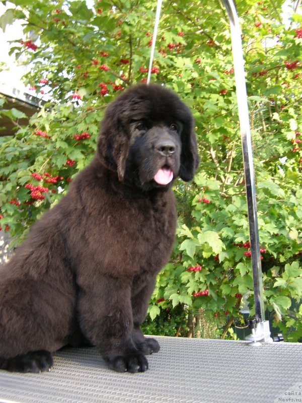 Фото: ньюфаундленд Chernaya Mafia Maybe She Will (Черная Мафия Маубе Ше Вилл)