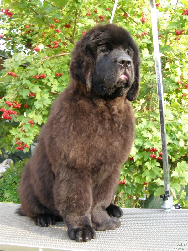 Фотография № 134162