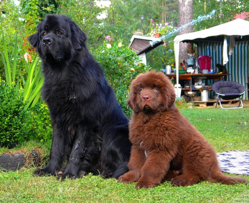 Фото: ньюфаундленд Aquatoriya Kelvin Kadril (Акватория Келвин Кадриль), ньюфаундленд I Follow The Sun de L'Etoile de Cyrice