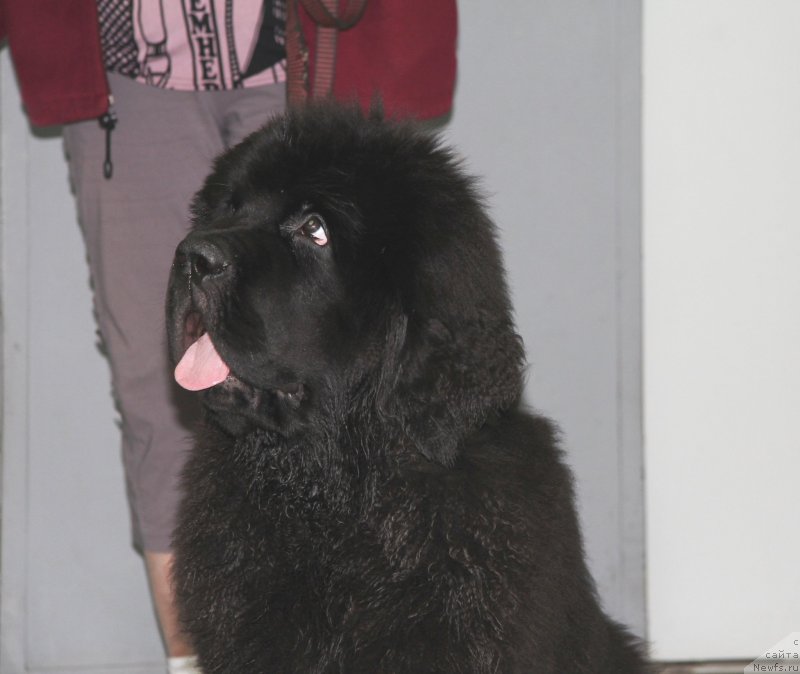 Фото: ньюфаундленд Chernaya Mafia Much Sought (Черная Мафия Муч Соугхт)