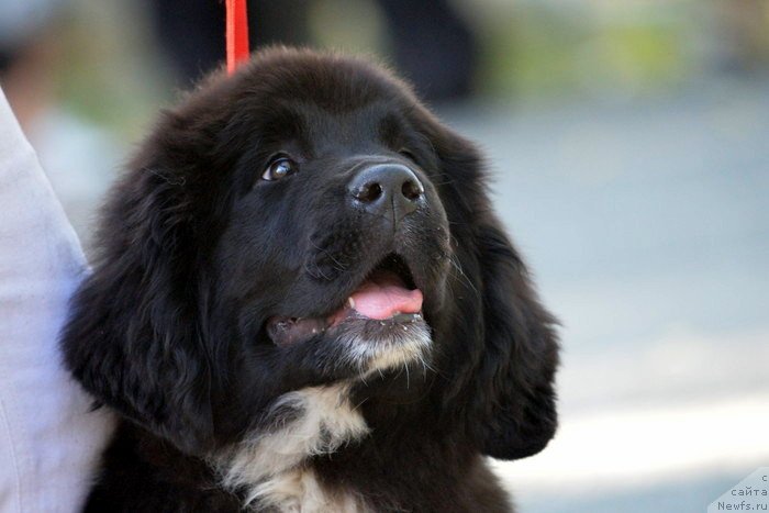 Фото: ньюфаундленд Akvian Song Kiss from Rouz (Аквиан Сонг Кисс Фром Роуз)