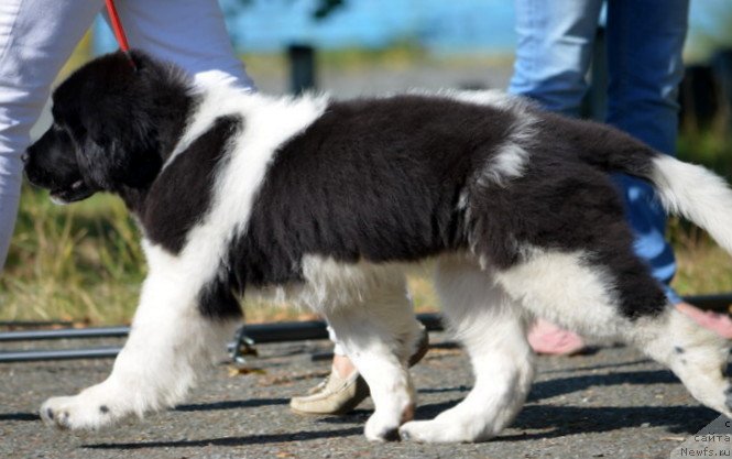 Фото: ньюфаундленд Akvian Song Kiss from Rouz (Аквиан Сонг Кисс Фром Роуз)