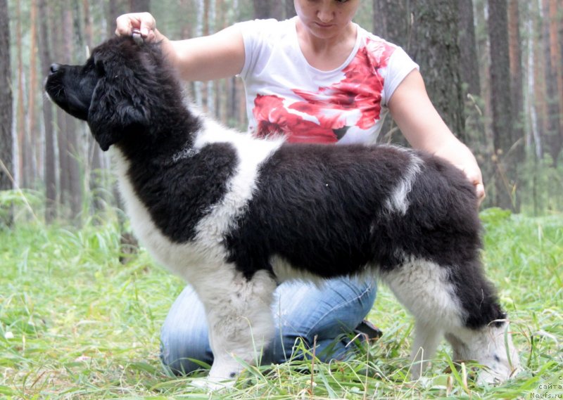 Фото: ньюфаундленд Akvian Song Kiss from Rouz (Аквиан Сонг Кисс Фром Роуз)