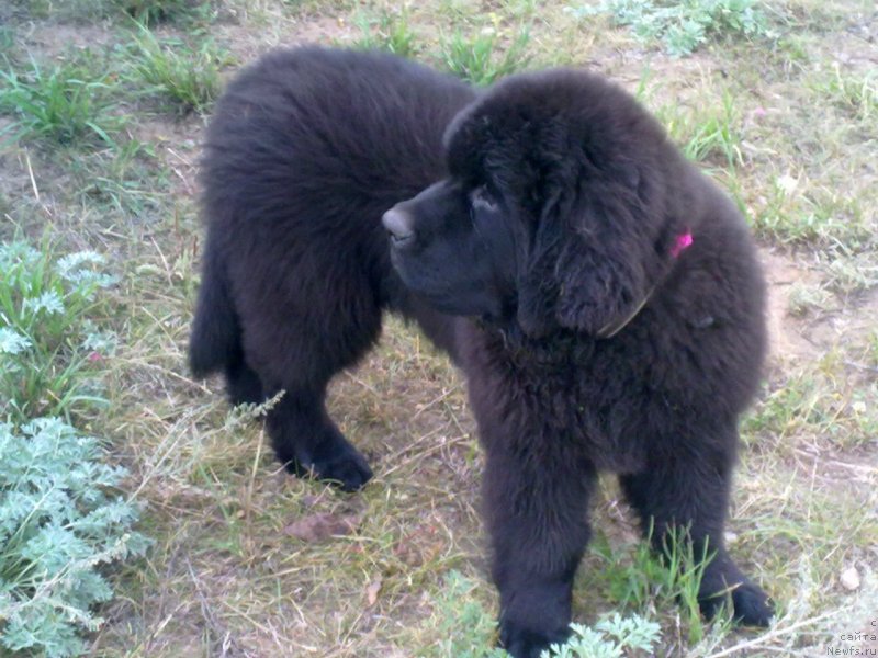 Фотография № 134177