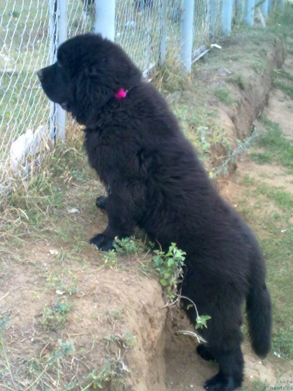 Фотография № 134179