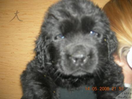 Фото: Глория Гранд Блек