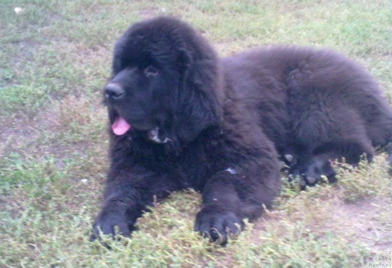 Фотография № 134183