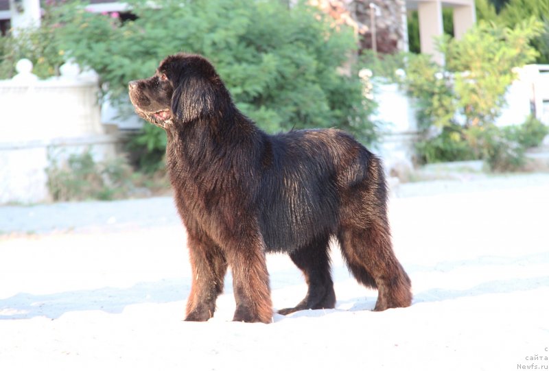 Фото: ньюфаундленд Dar Svezy Bona Fides (Дар Свезы Бона Фидес)